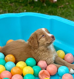 Après-midi découverte - socialisation chiots