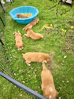 Avec les futur familles 🐶🍁🥰